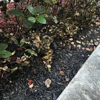 Sutter Filtration Systems - Hose/tube releasing unknown liquid into landscaping - killing it. - Water Purification Services Near Me - Coral Springs, Florida Sutter Filtration Systems - Hose/tube releasing unknown liquid into landscaping - killing it. - Water Purification Services Near Me - Coral Springs, Florida