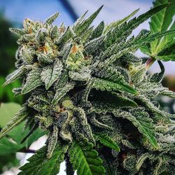 Apothecary Farms