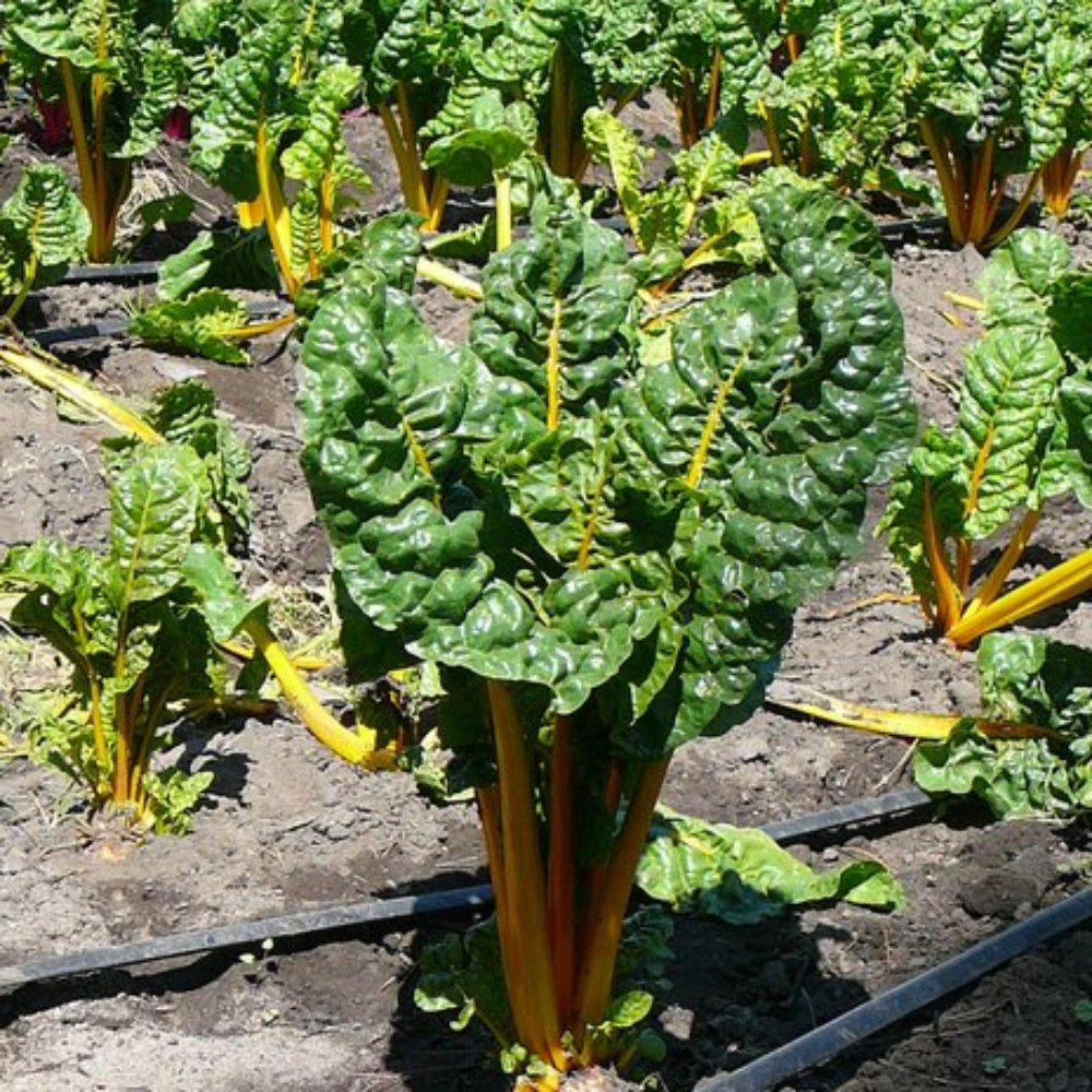 Nunez Farm - yellow swiss chard - Fruits & Veggies Near Me - Watsonville, California Nunez Farm - yellow swiss chard - Fruits & Veggies Near Me - Watsonville, California