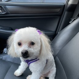 Olly'S Dog Grooming: Perfect Pampering for Pets