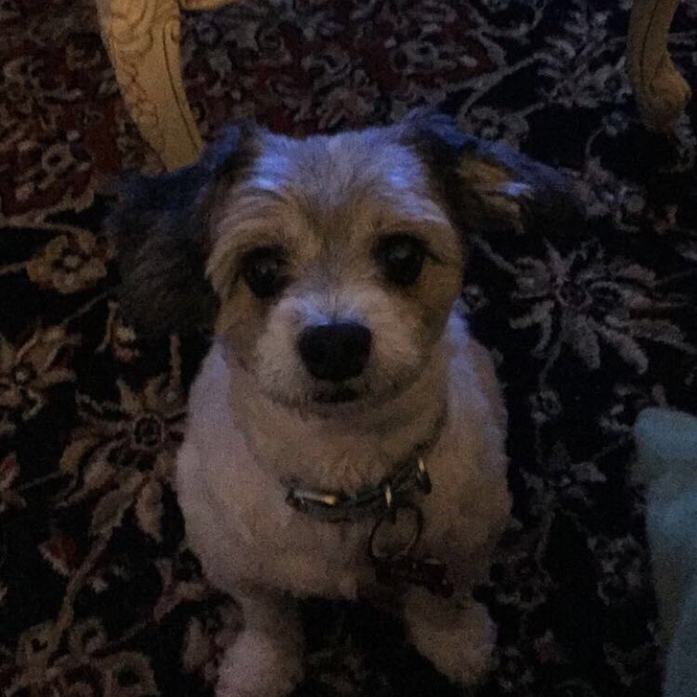 Ron did such a good job! Also the shampoo they use leaves my little puppy smelling sooooo good