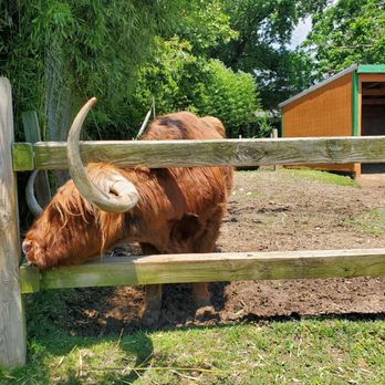Plumpton Park Zoo - Scotland cow - Zoos Near Me - Rising Sun, Maryland Plumpton Park Zoo - Scotland cow - Zoos Near Me - Rising Sun, Maryland