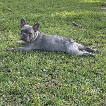 Happy Tails Dog Park - Dog Parks Near Me - Plantation, Florida Happy Tails Dog Park - Dog Parks Near Me - Plantation, Florida