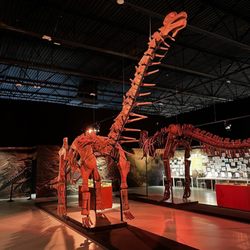 Exhibition Hub - Main exhibit room - dinosaur replicas