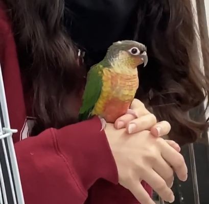 Canoga Discount Birds by null