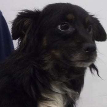 Willamette Animal Rescue - Animal Shelters Near Me Willamette Animal Rescue - Animal Shelters Near Me