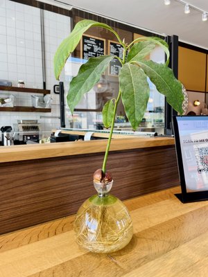 Allie Boy’s Bagelry & Luncheonette by null