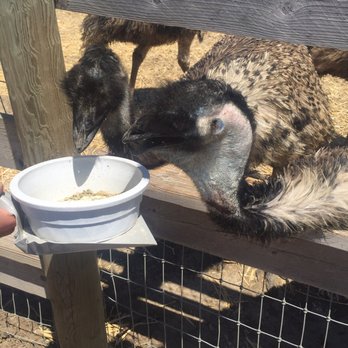 Ostrichland USA - Emus - Attraction Farms Near Me - Solvang, California Ostrichland USA - Emus - Attraction Farms Near Me - Solvang, California