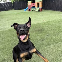 Happie Hounds