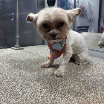 Barkbus Mobile Dog Grooming - Haircut by Laurie. Not even the same. Was so unhappy with this cut. She even looks sad. - Pet Groomers Near Me Barkbus Mobile Dog Grooming - Haircut by Laurie. Not even the same. Was so unhappy with this cut. She even looks sad. - Pet Groomers Near Me