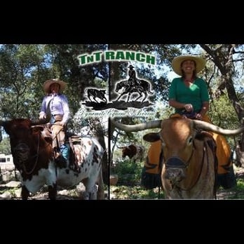 TnT Ranch & Sales - Longhorns for sale!! Www.TnTLonghorns.com - Pet Training Near Me - Weatherford, Texas TnT Ranch & Sales - Longhorns for sale!! Www.TnTLonghorns.com - Pet Training Near Me - Weatherford, Texas