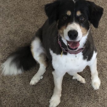 Petco - Pet Training Near Me - Yucca Valley, California Petco - Pet Training Near Me - Yucca Valley, California