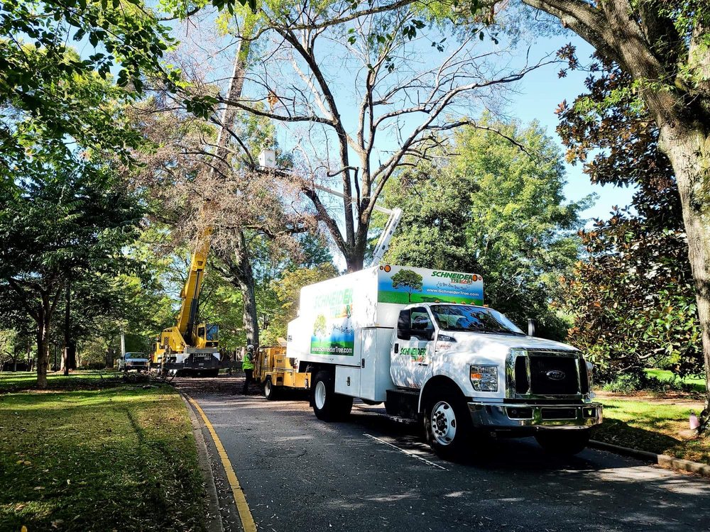 Schneider Tree Care - tree service in Taylors, SC