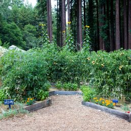 tomatoes in the vegetable garden