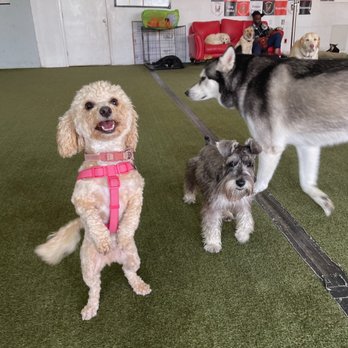 California Pampered Pooches - Dog Walkers Near Me - Vallejo, California California Pampered Pooches - Dog Walkers Near Me - Vallejo, California