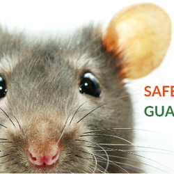 Environmental Pest Control