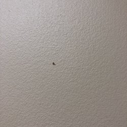 Farid F Samy, MD - Human mucus on the wall, not sure where from