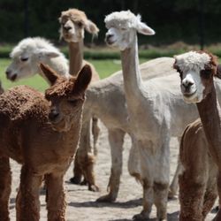 Roaring Acres Alpacas - Recently shorn alpacas at Roaring Acres