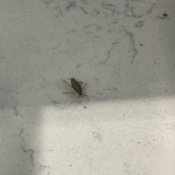 Wawa - This is a German roach that popped out while I was ordering, this is the kind you don't want, they need to get this fixed ASAP! - Convenience Stores Near Me - Philadelphia, Pennsylvania Wawa - This is a German roach that popped out while I was ordering, this is the kind you don't want, they need to get this fixed ASAP! - Convenience Stores Near Me - Philadelphia, Pennsylvania
