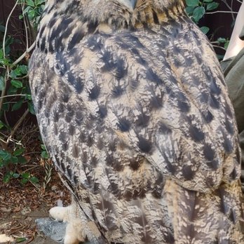 Wildlife Learning Center - Zoos Near Me - Sylmar, California Wildlife Learning Center - Zoos Near Me - Sylmar, California