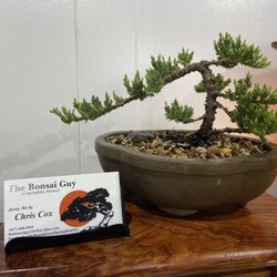 The Bonsai Guy - Japanese Garden Juniper outdoor Bonsai