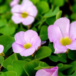 Markham Nature Park & Arboretum - Trailing Oxalis