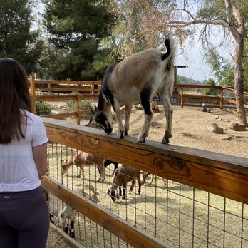 Greenspot Farm - Farm animals - Farmers Market Near Me - Mentone, California
