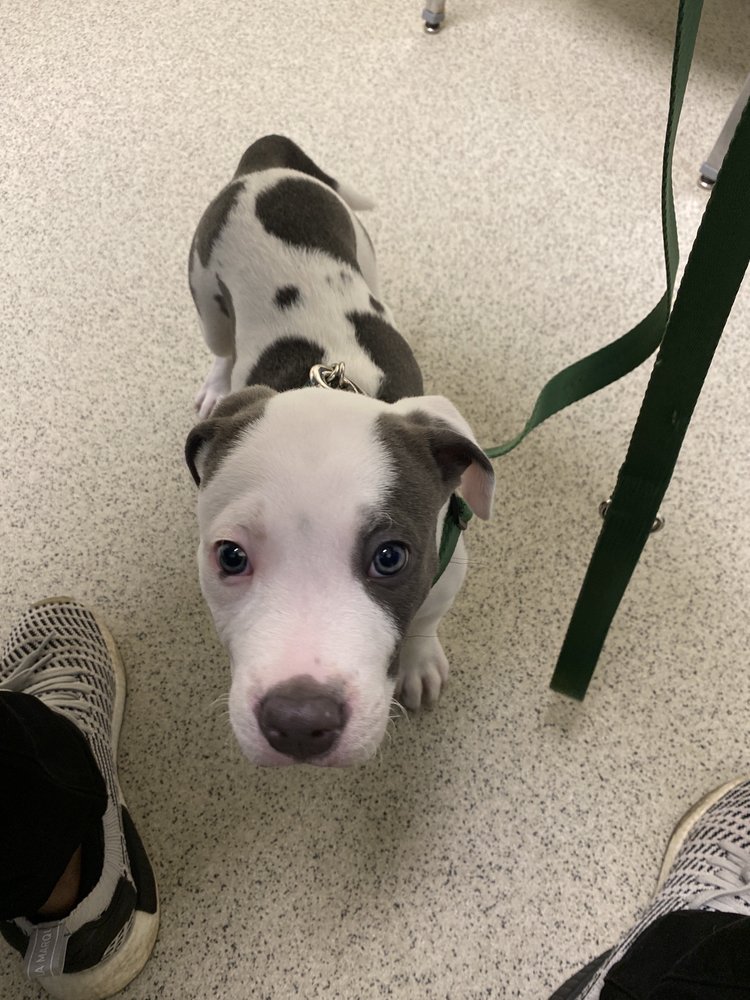 UPPER MARLBORO VETERINARY HOSPITAL 28 Photos & 48 Reviews 15222