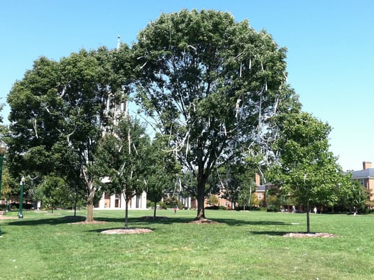 Wake Forest University by null