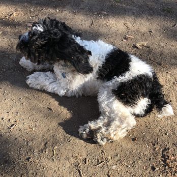 The Pet Parlor Mobile - *before they work their magic* this is the long-haired, messy ball of fluff I bring them. - Pet Groomers Near Me