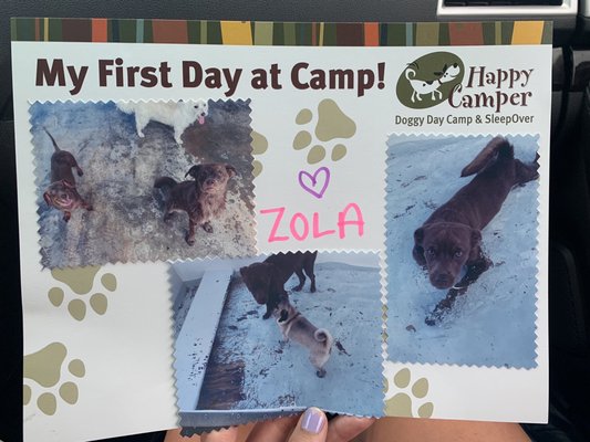 happy camper doggy daycare