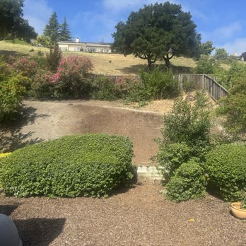 Hernandez Tree Service - Before and After - Tree Services Near Me - Castro Valley, California