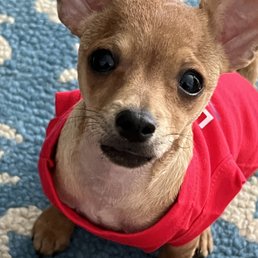 Canine Path - Pet Training Near Me - Henderson , Nevada