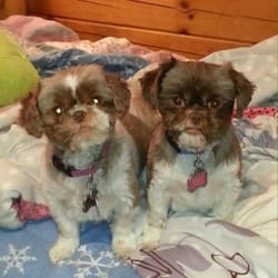 Canine Design Pet Spa