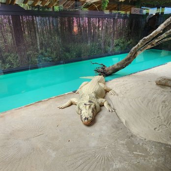 Gatorland - Zoos Near Me - Orlando, Florida Gatorland - Zoos Near Me - Orlando, Florida