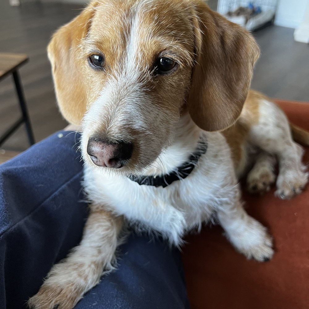 Dawg Haus - Happy dog - Pet Sitting Near Me - Macomb, Illinois Dawg Haus - Happy dog - Pet Sitting Near Me - Macomb, Illinois