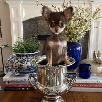 Chihuahuas Wee Love - Pet Training Near Me - Josephine, Texas