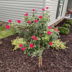 Chary's Nursery & Landscaping - Knockout roses