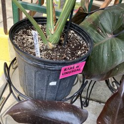 Skillin's Greenhouses - Plants