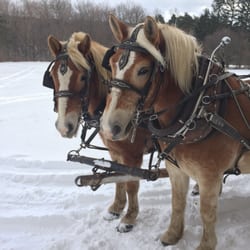 Highland Forest - Friendly horses
