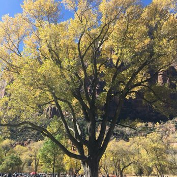 Zion Lodge - The tree at the Lodge truly has magical powers - Hotels Near Me - Springdale, Utah Zion Lodge - The tree at the Lodge truly has magical powers - Hotels Near Me - Springdale, Utah