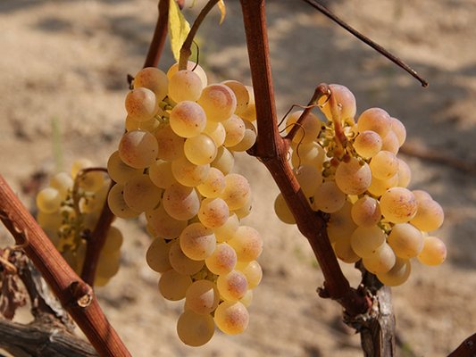 GRAPE + BEAN TASTING ROOM by null