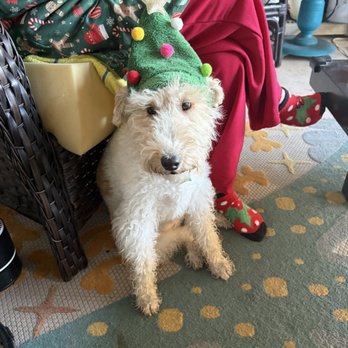Grey Carts and eBikes - Josie loved riding in golf cart wishing everyone a Merry Christmas too - Bike Rentals Near Me - Ormond Beach, Florida