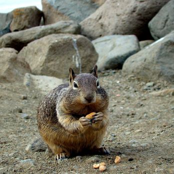 Anderson Inn - walk to the rock and you will find plenty of these friendly (if you have food) ground squirrels, they were eating nuts right out of my hand - Hotels Near Me - Morro Bay, California Anderson Inn - walk to the rock and you will find plenty of these friendly (if you have food) ground squirrels, they were eating nuts right out of my hand - Hotels Near Me - Morro Bay, California