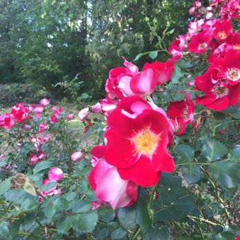 American Rose Center - Parks Near Me - Shreveport, Louisiana American Rose Center - Parks Near Me - Shreveport, Louisiana