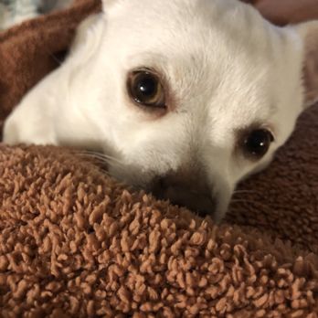 Sunriver Pet Boutique and Spa - Teacup Approved - Pet Groomers Near Me - Sunriver, Oregon Sunriver Pet Boutique and Spa - Teacup Approved - Pet Groomers Near Me - Sunriver, Oregon