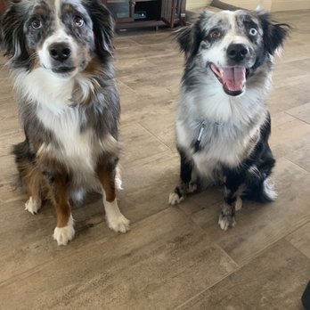 Iron Side Ranch - Pet Training Near Me