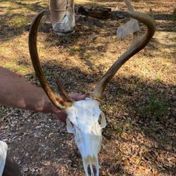 Master Rack Lodge - Buck skull mount