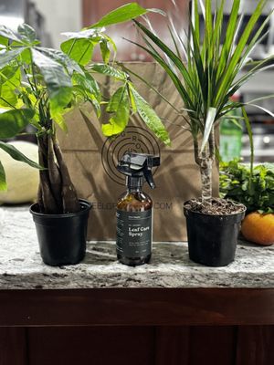 Grounded: Plant Shop, Cafe, & Wellness Studio by null