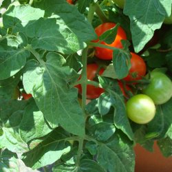 Johnny's Roadside Market Garden